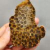 Fossilized Coral Slab C1261 (unpolished)