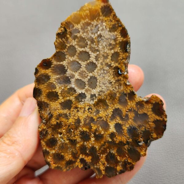 Fossilized Coral Slab C1261 (unpolished)