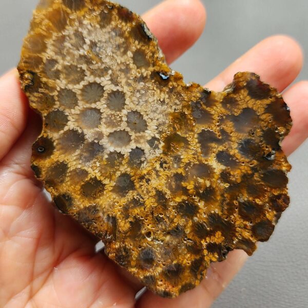 Fossilized Coral Slab C1261 (unpolished)