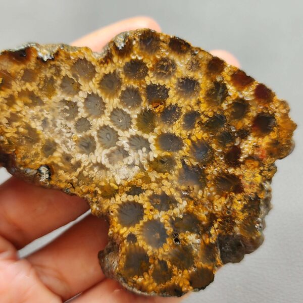 Fossilized Coral Slab C1261 (unpolished)
