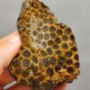 Fossilized Coral Slab C1261 (unpolished)