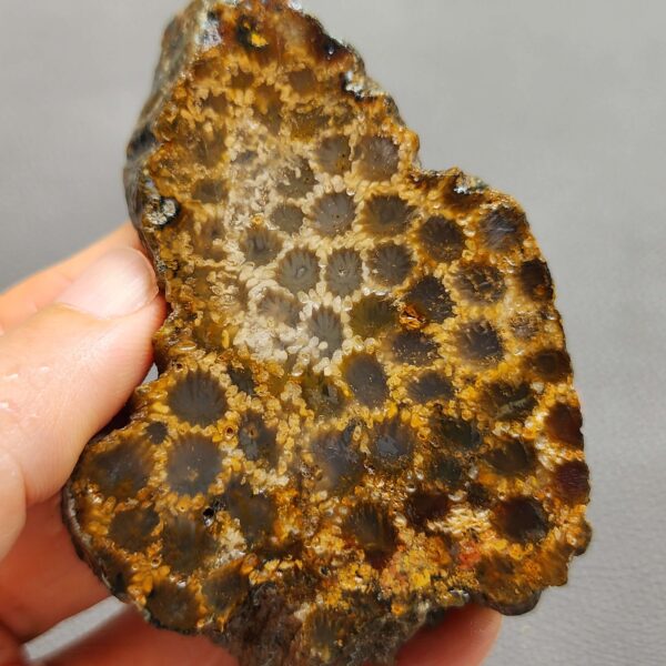 Fossilized Coral Slab C1261 (unpolished)