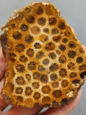 Fossilized Coral Slab C1260 (unpolished)