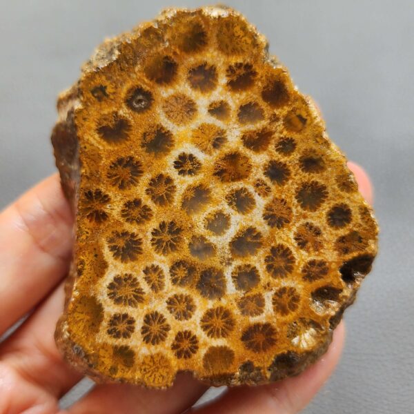Fossilized Coral Slab C1260 (unpolished)