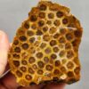 Fossilized Coral Slab C1260 (unpolished)