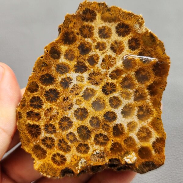 Fossilized Coral Slab C1260 (unpolished)