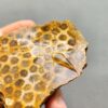 Fossilized Coral Slab C1260 (unpolished)