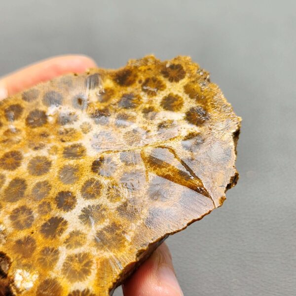 Fossilized Coral Slab C1260 (unpolished)