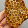 Fossilized Coral Slab C1260 (unpolished)