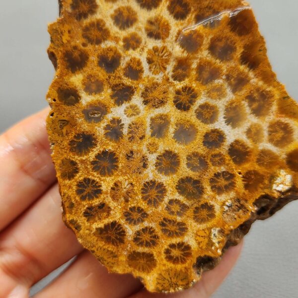 Fossilized Coral Slab C1260 (unpolished)