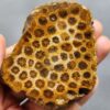 Fossilized Coral Slab C1260 (unpolished)