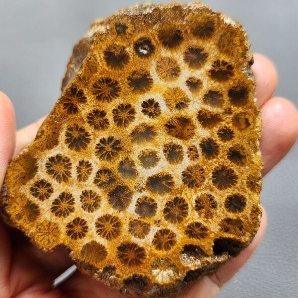 Fossilized Coral Slab C1260 (unpolished)