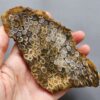 Fossilized Coral Slab C1263 (unpolished)
