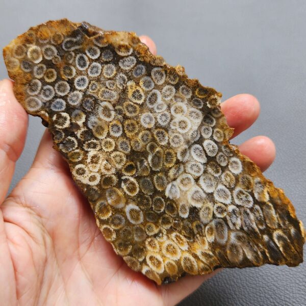 Fossilized Coral Slab C1263 (unpolished)