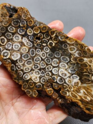 Fossilized Coral Slab C1263 (unpolished)