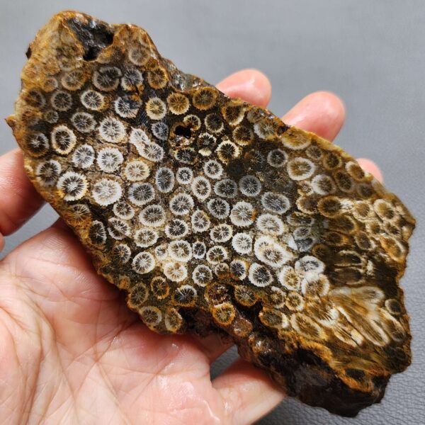 Fossilized Coral Slab C1263 (unpolished)