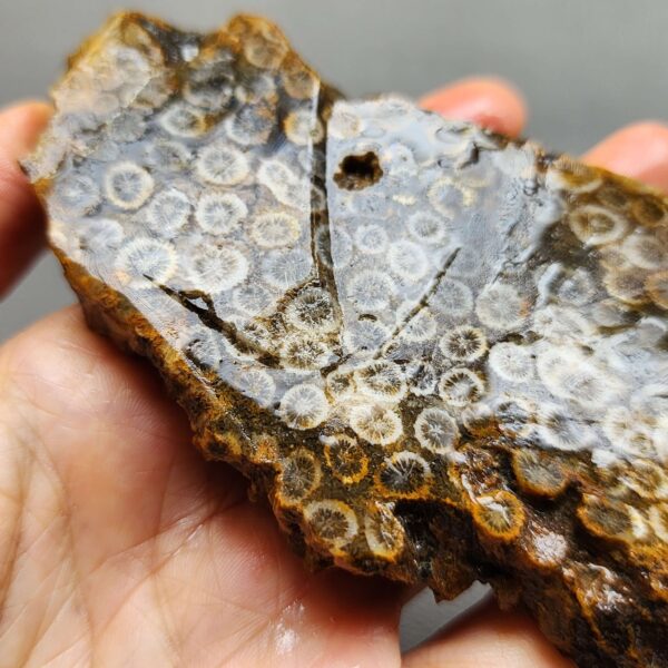 Fossilized Coral Slab C1263 (unpolished)