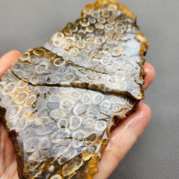 Fossilized Coral Slab C1263 (unpolished)
