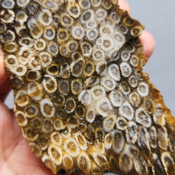 Fossilized Coral Slab C1263 (unpolished)