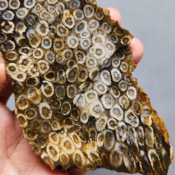 Fossilized Coral Slab C1263 (unpolished)