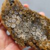 Fossilized Coral Slab C1263 (unpolished)