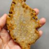 Fossilized Coral Slab C1259 (unpolished)