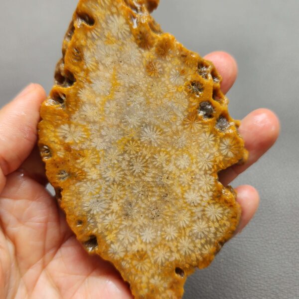 Fossilized Coral Slab C1259 (unpolished)