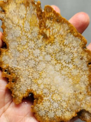 Fossilized Coral Slab C1259 (unpolished)