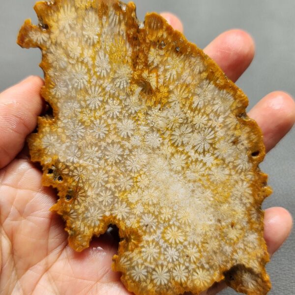 Fossilized Coral Slab C1259 (unpolished)