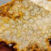 Fossilized Coral Slab C1259 (unpolished)