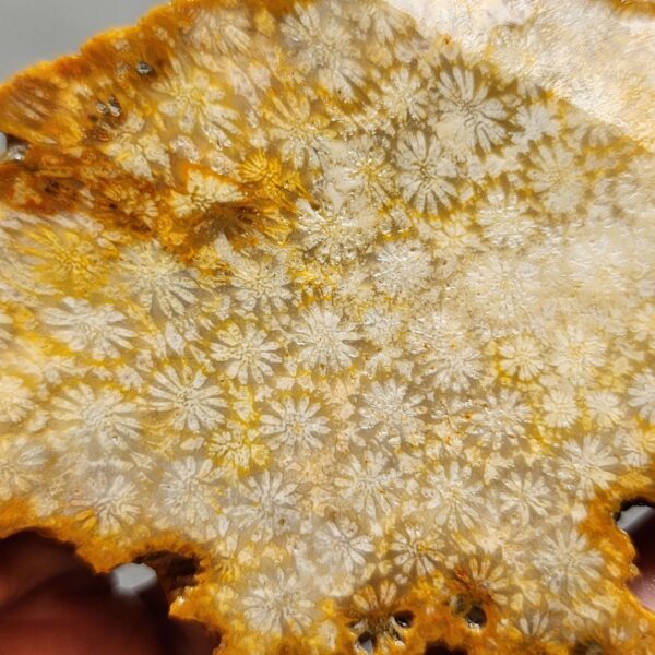 Fossilized Coral Slab C1259 (unpolished)