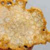 Fossilized Coral Slab C1259 (unpolished)