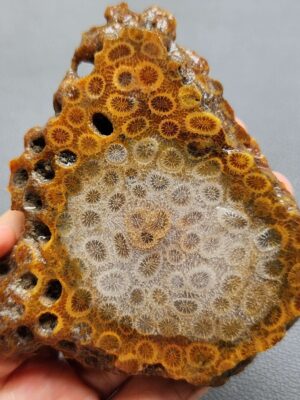 Fossilized Coral Slab C1262 (unpolished)