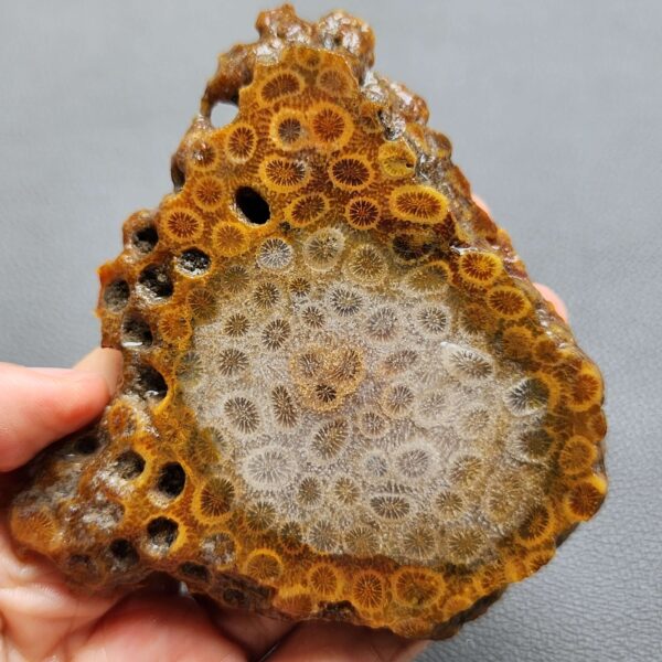 Fossilized Coral Slab C1262 (unpolished)