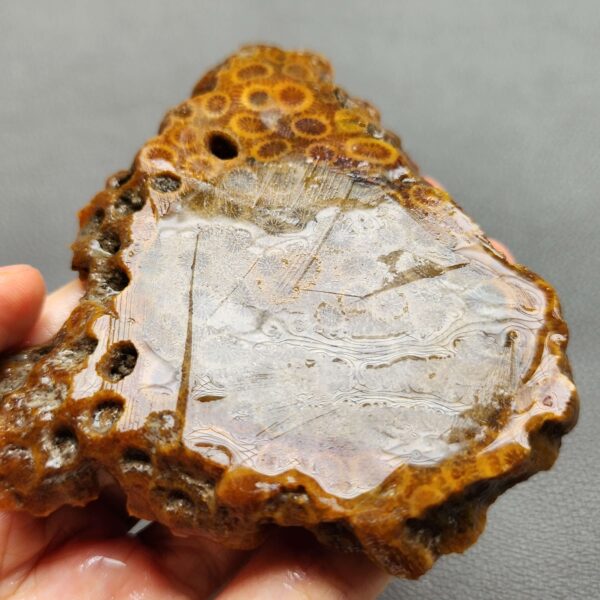 Fossilized Coral Slab C1262 (unpolished)