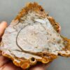Fossilized Coral Slab C1262 (unpolished)