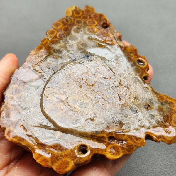 Fossilized Coral Slab C1262 (unpolished)