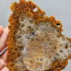 Fossilized Coral Slab C1262 (unpolished)