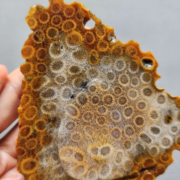Fossilized Coral Slab C1262 (unpolished)