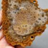 Fossilized Coral Slab C1262 (unpolished)