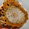 Fossilized Coral Slab C1262 (unpolished)