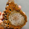 Fossilized Coral Slab C1262 (unpolished)