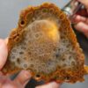 Fossilized Coral Slab C1262 (unpolished)