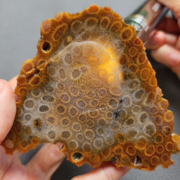 Fossilized Coral Slab C1262 (unpolished)