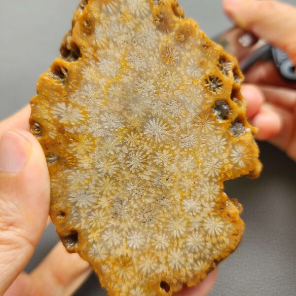 Fossilized Coral Slab C1259 (unpolished)
