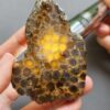 Fossilized Coral Slab C1261 (unpolished)