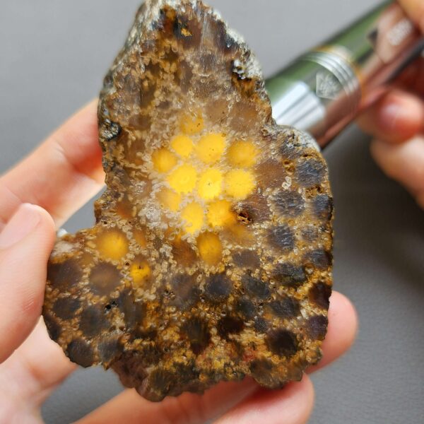 Fossilized Coral Slab C1261 (unpolished)