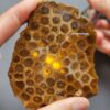 Fossilized Coral Slab C1260 (unpolished)
