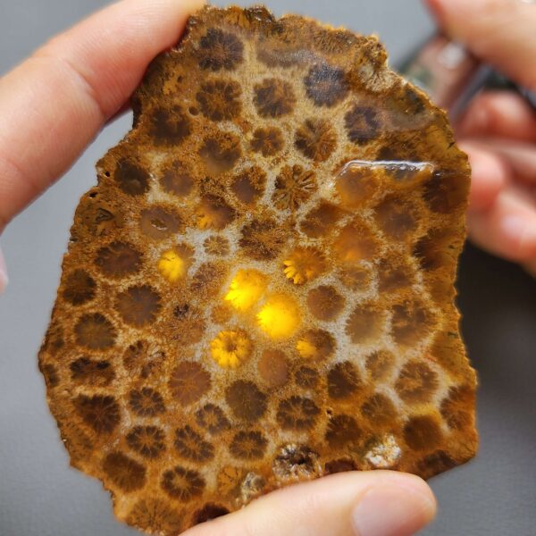 Fossilized Coral Slab C1260 (unpolished)