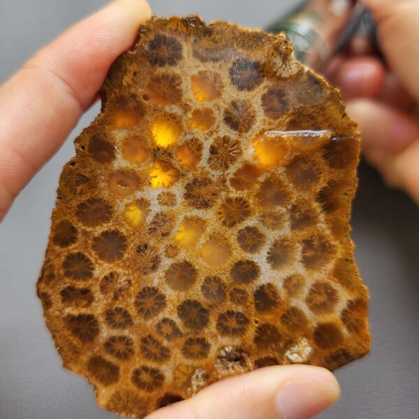Fossilized Coral Slab C1260 (unpolished)